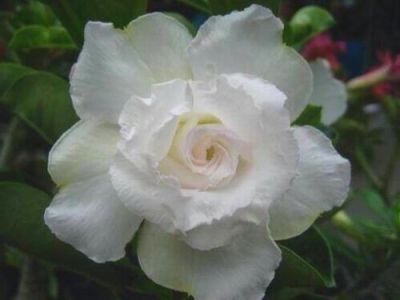 เมล็ด ชวนชม สายพันธุ์ฮอลแลนด์แยกสี ดอกซ้อน ดอกสีขาว10 เมล็ด.