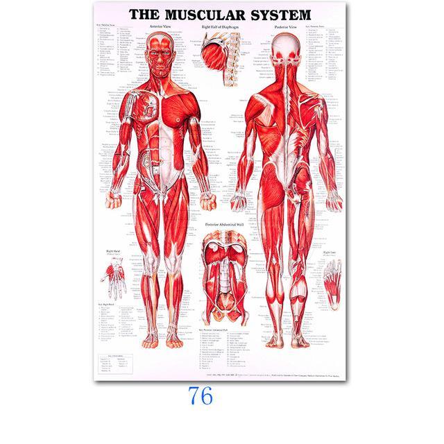 ภาพวาดโปสเตอร์ผ้าไหมแผนภูมิกายวิภาคร่างกายมนุษย์รูปภาพพิมพ์ผนังทางการแพทย์สำหรับตกแต่งบ้านสำนักงานการศึกษา