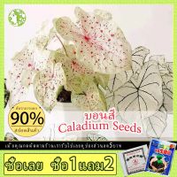 ( Pro+++ ) คุ้มค่า บอนสี 100pcs/bag Caladium Seeds บอนสีลูกไม้ ต้นไม้มงคลสวยๆบอนสีแปลกๆ เมล็ดบอนสีแท้ บอนสีหายากสวยๆ ไม้ประดับมงคล หัวบอนส ราคาดี พรรณ ไม้ น้ำ พรรณ ไม้ ทุก ชนิด พรรณ ไม้ น้ำ สวยงาม พรรณ ไม้ มงคล