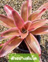 สับปะรดสี Neoregelia Cherry Vanilla จำนวน 1 ต้น จัดส่งแบบถอดกระถาง ต้นไม้มงคล ต้นไม้ฟอกอากาศ