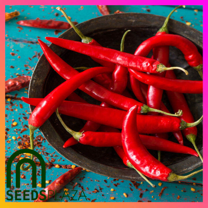 SeedsPLAZA Thai Red Chili Seeds (20 Seed) for Planting Vegetable