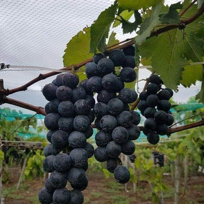 black ribier grapes cuttings Lazada PH