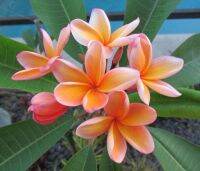 30 เมล็ดพันธุ์ Garden Seeds เมล็ด.ลั่นทม หรือ ลีลาวดี สายพันธุ์แคระ Frangipani Plumeria Seed นำเข้าจากฮาวาย อัตราการงอกสูง 80-85%