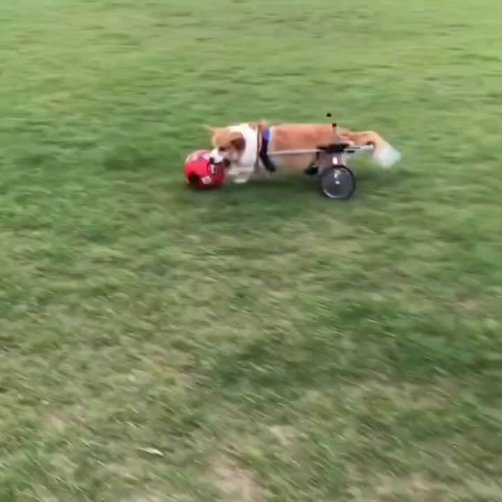 Dog Wheelchair Walk Dog Wheelchair Weak Paralyzed For Handicapped Hinds