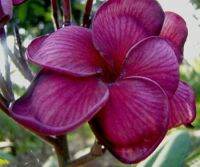 30 เมล็ดพันธุ์ Bonsai เมล็ด ลั่นทม หรือ ลีลาวดี สายพันธุ์แคระ Frangipani Plumeria Seed นำเข้าจากฮาวาย อัตราการงอกของเมล็ด 80-85%