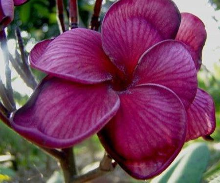 30-เมล็ดพันธุ์-bonsai-เมล็ด-ลั่นทม-หรือ-ลีลาวดี-สายพันธุ์แคระ-frangipani-plumeria-seed-นำเข้าจากฮาวาย-อัตราการงอกของเมล็ด-80-85