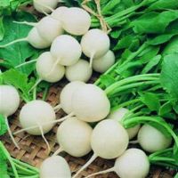 Hailstone White Radish (200 seeds)เรดิชเฮลสโตน (200 เมล็ด)