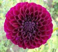 เมล็ดพันธุ์ dahlia pinnata pompon 30 เมล็ด เมล็ดพันธุ์นำเข้าจาก อังกฤษ