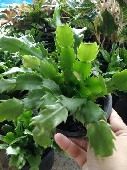 ต้นดอกโบตั๋นแคระหรือคริสมาสแคคตัส-christmas-cactus-จัดส่งแบบสุ่มดอกคละสี-ชมพู-แดง-ขาว-ส้ม-ม่วง-กระถาง5นิ้ว-ชอบแดดรำไร-เลี้ยงง่ายทนไม่ชอบน้ำ