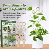 3Pcs Climbing Vine Rack Plant Potted Wooden Support Frame Flower Decorative Trellis Bracket Vines Climbing Rack Pole