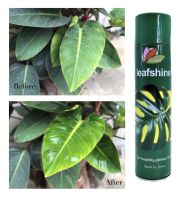 สเปรย์ฉีดเคลือบเงาใบไม้ ใบมันสวยงาม LeafShine