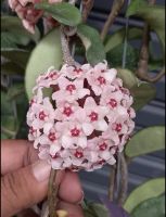 ต้น Hoya carnosa pink ดอกสีชมพู Hoya carnosa (Pink Flowers)  (ต้นไม้ที่เป็นสัญลักษณ์ของความรัก) เป็นไม้เลื้อย ดอกสวย สีแดง แปลกตาออกดอกทั้งปี จัดส่งพร้อมกระถาง 3 นิ้ว ลำต้นสูง 30 ซม ต้นไม้แข็งแรง ทุกต้น