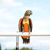 OULII Flight Birds ผ้าอ้อม Parrot Nappy Adorable Bird Actume Parrot Clothing Parrot Liner