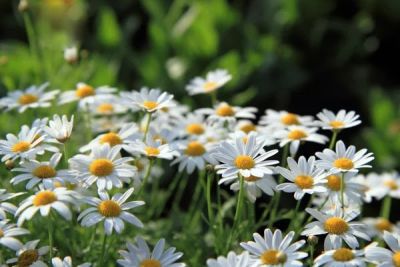 ต้นพันธุ์ดอกเดซี่ Daisy สีขาว พร้อมปลูกในถุงดำ 39บาทดอกไม้ทานได้ ทำผักอบกรอบเพื่อสุขภาพได้