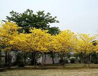 เมล็ดเหลืองปรีดียาธร Tabebuia argentea Britt. 35 บาท 30 เมล็ด