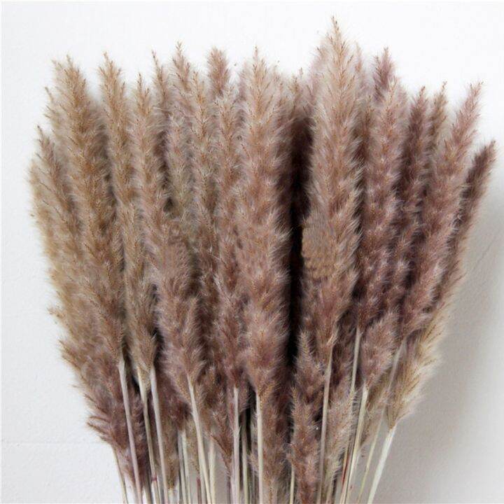 cw-20pcs-dried-plants-pampas-grass-natural-phragmites-communis-wedding-flower-bunch-raw-color