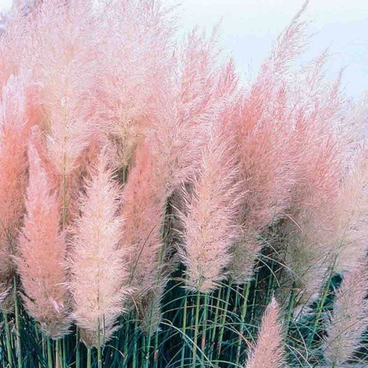 100 เมล็ดหญ้า หญ้าภูเขา หญ้าแพมพัส Pampas grass แปมปัส นำเข้าจาก USA