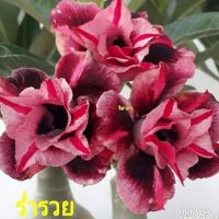 12 เมล็ด เมล็ดพันธุ์ ชวนชม สายพันธุ์ไต้หวัน ดอกสีม่วง Adenium Seeds กุหลาบทะเลทราย Desert Rose ราชินีบอนไซ อัตรางอก 80-90% มีคู่มือปลูก