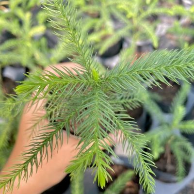 ส่งเร็ว  ต้นกล้าสนฉัตร ( Araucaria heterophylla ) ต้นสนฉัตร ใหญ่ได้ถึง 60 เมตร ต้นไม้ประดับ