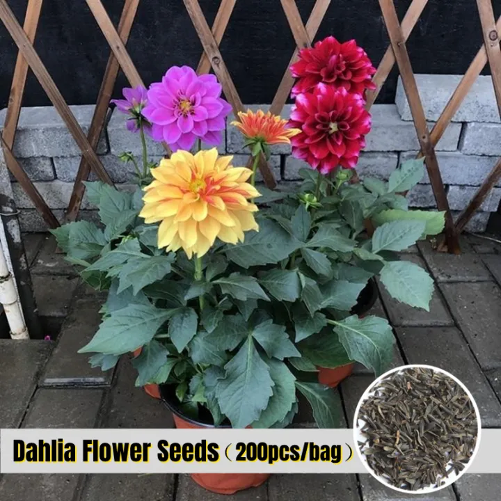 เมล็ดพันธุ์ ดอกรักเร่คละสี 200เมล็ด/ซอง Giant Hybrid Dahlia Flower Seeds Mix Color Flower Plant