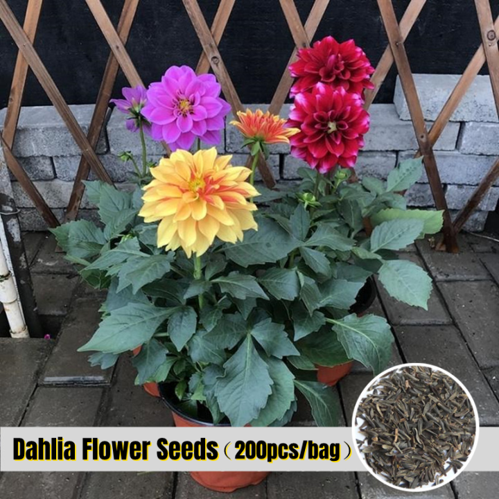 [Fast Germination] Giant Hybrid Dahlia Flower Seeds (200pcs/bag) 大丽花