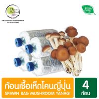 ✪ก้อนเชื้อเห็ดโคนญี่ปุ่น แพ็ค 4 ก้อน Spawn Bag Mushroom Yanagi☂