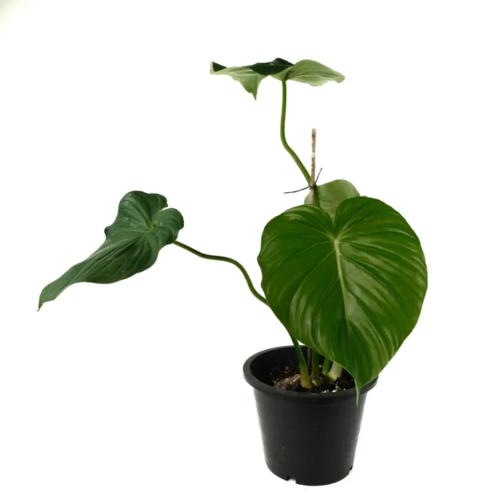 Philodendron Pastazanum Sample by Plant Shoppe PH Lazada PH