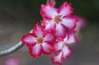 12 เมล็ด เมล็ดพันธุ์ ชวนชม สายพันธุ์ไต้หวัน ดอกชั้นเดียว Adenium Seeds กุหลาบทะเลทราย Desert Rose ราชินีบอนไซ อัตรางอก 80-90% มีคู่มือปลูก