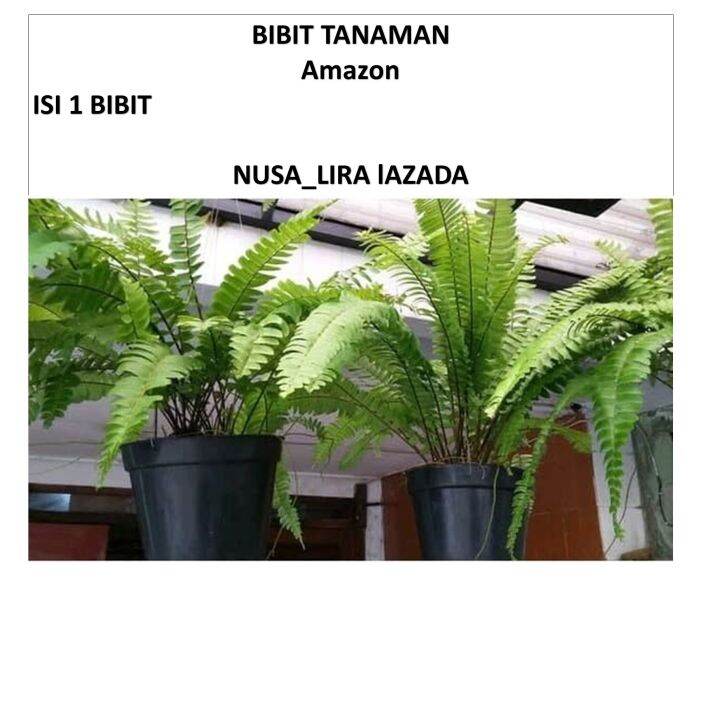 Bibit Pakis Langka Asli Dari Hutan Lazada Indonesia 3461