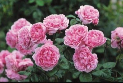 30 เมล็ด เมล็ดพันธุ์ กุหลาบ พันธุ์ Bishops Castle Rose Seeds ดอกใหญ่ นำเข้าจากต่างประเทศ พร้อมคู่มือ เมล็ดสด ใหม่