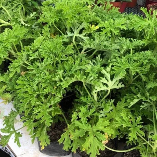 Citronella Malvarosa Mosquito Repellent Herb Plant UPROOTED Lazada PH