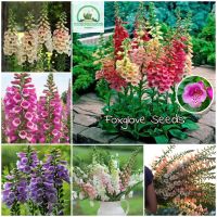 เมล็ดพันธุ์ บอนสีราคาถูก Mixed Foxglove Seeds Digitalis Flower Seeds ต้นดอกไม้สวยๆ เมล็ดดอกไม้ พันธุ์ดอกไม้ บอนไซ ต้นไม้ ต้นไม้ประดับ ต้นไม้ฟอกอากาศ ดอกไม้จริง แต่งสวน เมล็ดพันธุ์แท้ 100% ปลูกง่าย ปลูกได้ทั่วไทย แต่ละแพ็คมี 200 เมล็ด - Seeds for planting