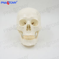 Spot parcel post1：1 Large and Small White Simulation Human Skull Model Skull Skull Detachable Skull Art Sketch