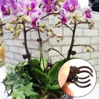 Plastic Plant Support Clips Orchid Stem Clip For Vine Flower Garden Clamping Branch Bundle Tied Vegetables Support Tool M4R7