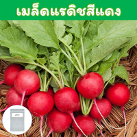 เมล็ดแรดิชสีแดง เมล็ดพันธุ์ 50-70 เมล็ด (Red Radish Seeds) เรดิช / แรดิชแดง คล้ายแรดิชเชอรี่