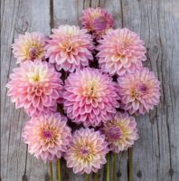 1 หัว/ออเดอร์ รักเร่ Dahlia Bulb สายพันธุ์ Castle Drive หัวรักเร่ ดอกไม้ หัวหน่อ เหง้า นำเข้า เนเธอร์แลน หัวสดใหม่