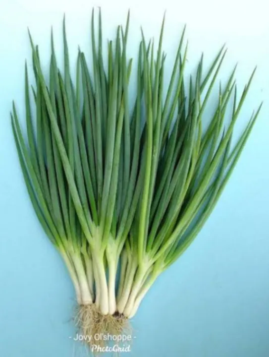 Bunching Onion Spring Onion 50 seeds | Lazada PH