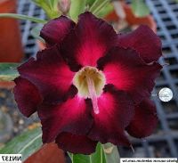 12 เมล็ด เมล็ดพันธุ์ ชวนชม สายพันธุ์ไต้หวัน ดอกสีแดง Adenium seed กุหลาบทะเลทราย Desert Rose ราชินีบอนไซ เปอร์เซ็นต์การงอก 80-90%