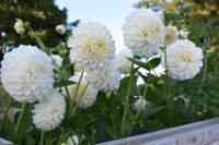 1 เหง้า/ชุุด รักเร่ Dahlia Bulb สายพันธุ์ Boom Boom White หัวรักเร่ ดอกไม้ หัวหน่อ เหง้า นำเข้า เนเธอร์แลน หัวสดใหม่