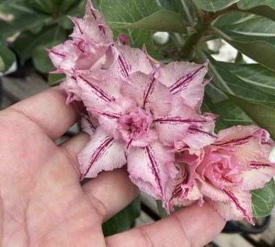 2 เมล็ด เมล็ดพันธุ์ ชวนชม สายพันธุ์ Flora สีม่วง Bonsai Desert Rose Adenium Seed กุหลาบทะเลทราย ราชินีทะเลทราย บอนไซ มีคู่มือปลูก