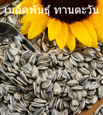 เก็บเงินปลายทาง COD 20 แคปซูลต่อแพ็ค Sunflower Flower Plants Seeds เมล็ดพันธุ์ ต้นไม้ประดับ เมล็ดดอกไม้ ต้นไม้ ไม้ประดับ เมล็ด ไม้ดอก พันธุ์ไม้ดอก ต้นดอกไม้ ต้นไม้หายาก ต้น บอนสี เมล็ดบอนสี บอนสีสวยๆ เมล็ดพันธุ์ดอกไม้ อัตราการงอกสูง เมล็ดพันธุ์แท้100%