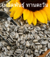 เก็บเงินปลายทาง COD 20 แคปซูลต่อแพ็ค Sunflower Flower Plants Seeds เมล็ดพันธุ์ ต้นไม้ประดับ เมล็ดดอกไม้ ต้นไม้ ไม้ประดับ เมล็ด ไม้ดอก พันธุ์ไม้ดอก ต้นดอกไม้ ต้นไม้หายาก ต้น บอนสี เมล็ดบอนสี บอนสีสวยๆ เมล็ดพันธุ์ดอกไม้ อัตราการงอกสูง เมล็ดพันธุ์แท้100%