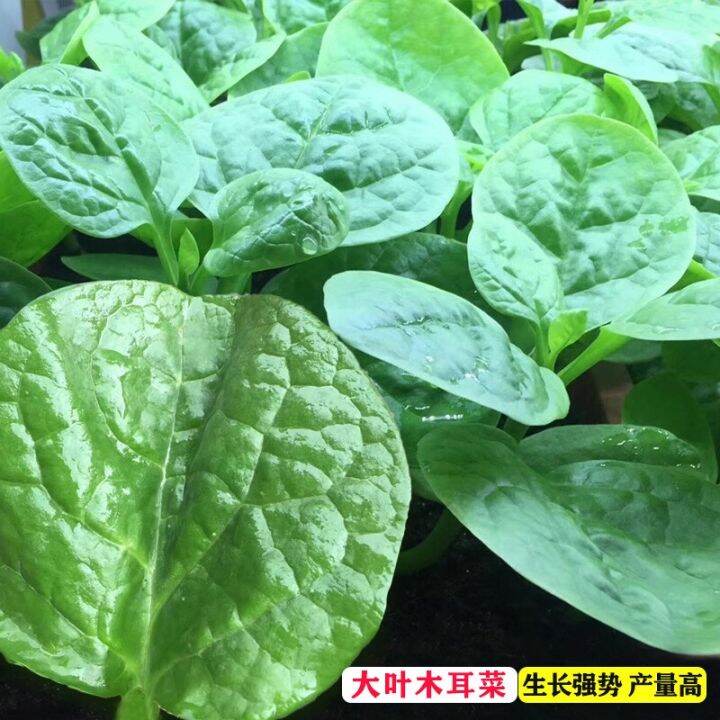 Big Leaf Malabar Spinach Seeds Basella High Temperature and Humidity