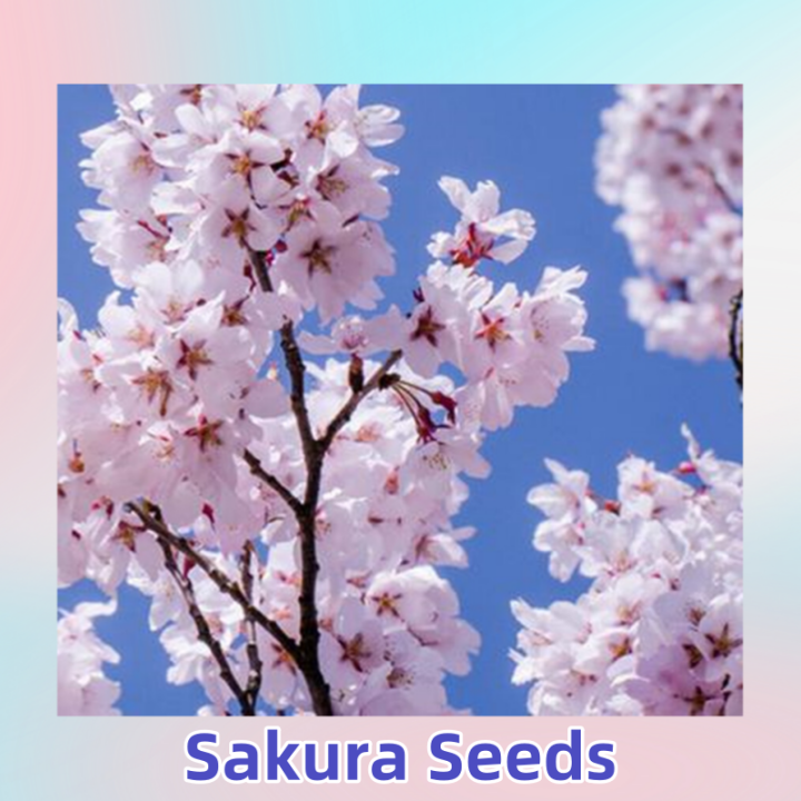 【Germination rate up to 90】20seeds/pack Japanese Sakura Seeds Flower