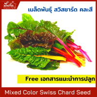 สวิสชาร์ด เมล็ดพันธุ์ คละ 5สี [Swiss Chard Seeds] 50 เมล็ด พร้อมเอกสารแนะนำ, เมล็ดผัก, ผักสวนครัว, ปลูกผัก organic กินเอง, เมล็ดนำเข้า, non-GMOs, เพาะง่าย  [สวิสชาร์ดสีแดง, สวิสชาร์ดสีเหลือง, สวิสชาร์ดสีส้ม,สวิสชาร์ดสีเขียว, สวิสชาร์ดสีม่วง]