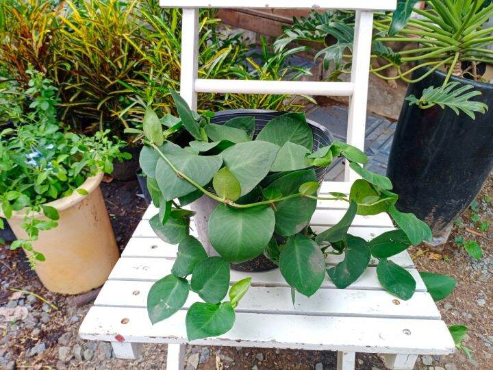 Cây tắc kè thái lá lớn, thằn lằn giống to leo tường ưa nắng dễ ...