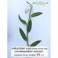 ขายดีอันดับ1 เถาต้นวานิลลา (Vanilla Orchid Vine) (ใบด่าง) ความยาวเถา 50 ซม. ตัดยอดเพื่อชำ และรอแทงราก คุ้มสุดสุด ต้นไม้ ฟอก อากาศ กระถาง ต้นไม้ ไม้ ประดับ ต้นไม้ ปลูก ใน บ้าน