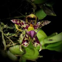 สิงโตลายแต้ม Bulbophyllum ecornutum สิงโตอีคอร์ กล้วยไม้หายาก