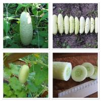 เมล็ดพันธุ์ แตงกวาขาว ไวท์วอนเดอร์ (White Wonder Cucumber Seed) บรรจุ 30 เมล็ด