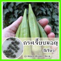 พร้อมส่ง ❗ รหัส 051 เมล็ดพันธุ์แท้ OP แท้   กระเจี๊ยบมอญเขียว ปลูกง่าย ผลดก  - Crimson Green Okra